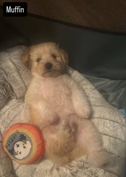 Maltipoo and Spaniel Dogs Available for Adoption - Muffin | PetCurious