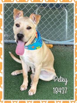 Labrador Retriever Dogs Available for Adoption in Marietta, Georgia - PETEY | PetCurious