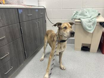 A386701 -  Catahoula Leopard Dog and Mixed Breed Dog for Adoption in Ocala, Florida - A386701 | PetCurious