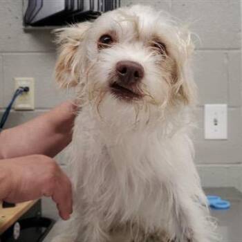Harry -  Maltese Dog for Adoption - Harry | PetCurious