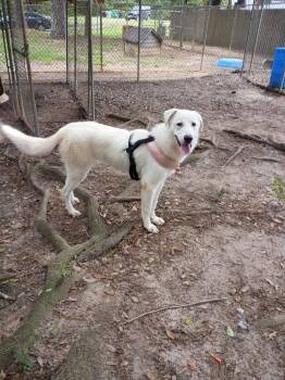 Casalina -  Great Pyrenees Dog for Adoption in Albany, Georgia - Casalina | PetCurious