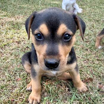 Cooper_2_3_4_5_6 -  Beagle and Mixed Breed Dog for Adoption in Opelika, Alabama - Cooper_2_3_4_5_6 | PetCurious