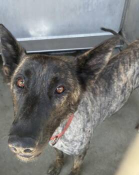 Wakely -  Dutch Shepherd Dog for Adoption in Vancouver, Washington - Wakely | PetCurious