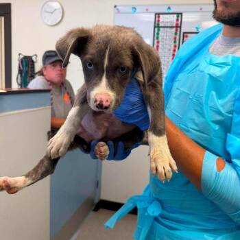 Cronus -  Pointer and Mixed Breed Dog for Adoption in Austin, Texas - Cronus | PetCurious