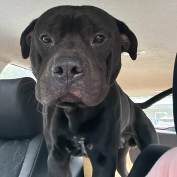 Sir Cumference -  Pit Bull Terrier and Black Labrador Retriever Dog for Adoption in Greensboro, North Carolina - Sir Cumference | PetCurious