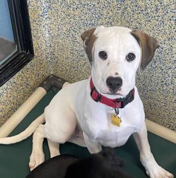 Mixed Breed Dogs Available for Adoption in Stanwood, Washington - Andy | PetCurious