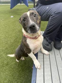Patricia -  Mixed Breed Dog for Adoption in Lafayette, Indiana - Patricia | PetCurious