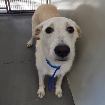 Rescue German Wirehaired Pointer Dogs for Adoption in Montgomery, Alabama - Yeti | PetCurious