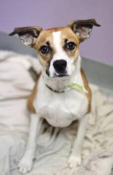 Deackle in NH. Come Meet our Adoptable Dogs Wednesday-Saturday.  -  Boxer Dog for Adoption in Manchester, New Hampshire - Deackle In NH. Come Meet Our Adoptable Dogs Wednesday-Saturday.  | PetCurious