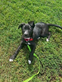 Geneva -  Labrador Retriever Dog for Adoption in Valparaiso, Indiana - Geneva | PetCurious
