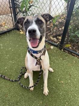 Rescue Mixed Breed Dogs for Adoption in Honolulu, Hawaii - Max | PetCurious