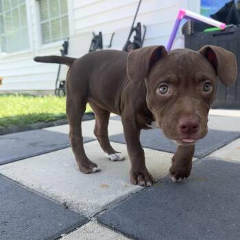 Penny -  Pit Bull Terrier and Mixed Breed Dog for Adoption in Raleigh, North Carolina - Penny | PetCurious