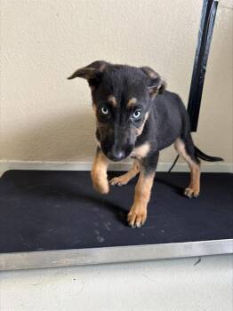 German Shepherd Dog and Belgian Shepherd Malinois Dogs Available for Adoption in Santa Cruz, California - AMANITA* | PetCurious