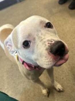 Nyx -  Pit Bull Terrier Dog for Adoption in Cleveland, Ohio - Nyx | PetCurious