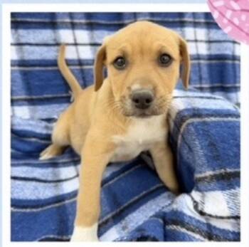 Black Mouth Cur Dogs Available for Adoption - Sadie | PetCurious