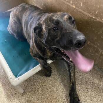 Bruce -  Mastiff Dog for Adoption in Newport, North Carolina - Bruce | PetCurious