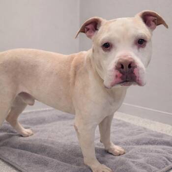 Mixed Breed and Staffordshire Bull Terrier Dogs Available for Adoption - Blizzard | PetCurious