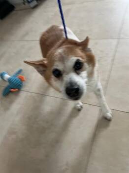 THOR -  Cardigan Welsh Corgi and Mixed Breed Dog for Adoption in Doral, Florida - THOR | PetCurious