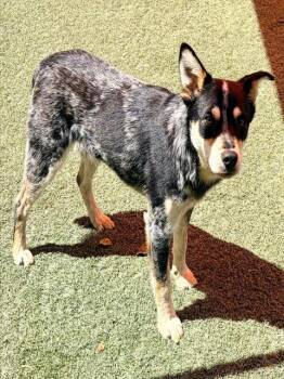 BISCUIT -  Australian Cattle Dog Blue Heeler Dog for Adoption in Salinas, California - BISCUIT | PetCurious