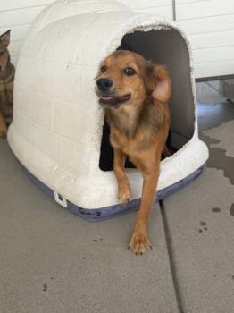 Scharloo -  Australian Cattle Dog Blue Heeler and Retriever Dog for Adoption in Fort Lupton, Colorado - Scharloo | PetCurious
