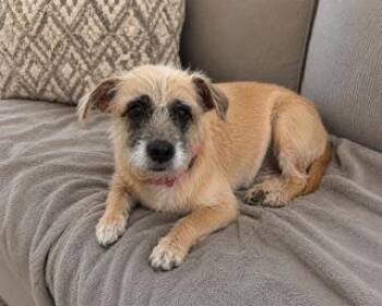 Mitzy -  Border Terrier and Cairn Terrier Dog for Adoption in Tifton, Georgia - Mitzy | PetCurious
