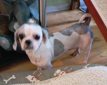 Minnie -  Shih Tzu Dog for Adoption in Union Grove, Wisconsin - Minnie | PetCurious