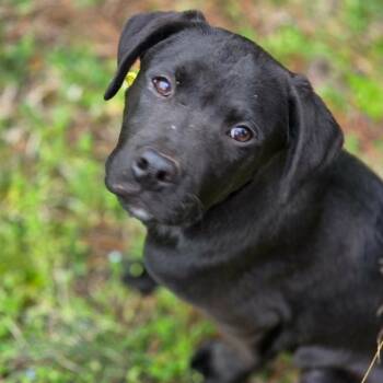 Boxer and Terrier Dogs Available for Adoption - Oxford | PetCurious