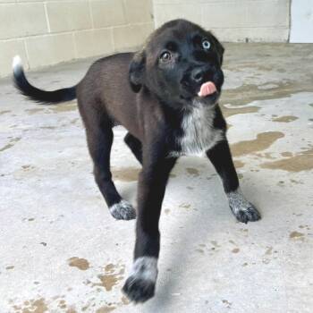 Confetti Cake 7301 -  Husky Dog for Adoption in Loxahatchee Groves, Florida - Confetti Cake 7301 | PetCurious