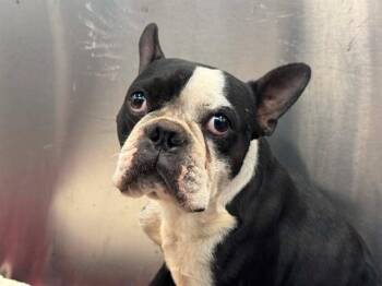 YELLOW -  Boston Terrier Dog for Adoption in Dallas, Texas - YELLOW | PetCurious