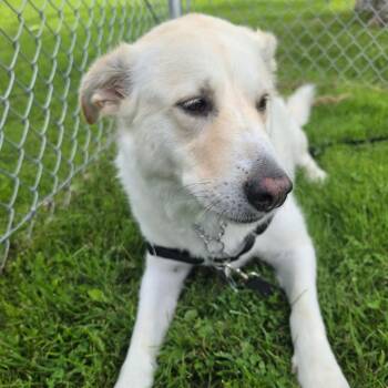 Bailey -  Labrador Retriever and Great Pyrenees Dog for Adoption in Middlebury, Vermont - Bailey | PetCurious