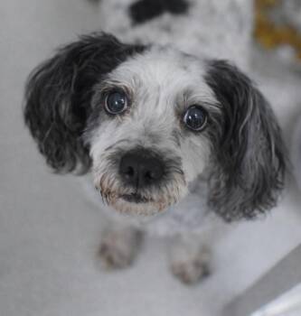 Shih Tzu and Maltese Dogs Available for Adoption - Pachita | PetCurious