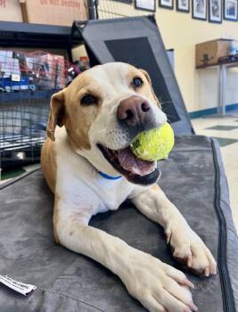 Mixed Breed Dogs Available for Adoption in St. Joseph, Michigan - Brody | PetCurious