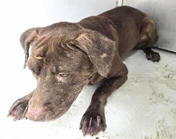 Labrador Retriever and Mixed Breed Dogs Available for Adoption in Houston, Texas - REGGIE | PetCurious