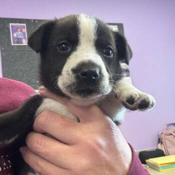 Mixed Breed Dogs Available for Adoption in Hinesville, Georgia - Pork N