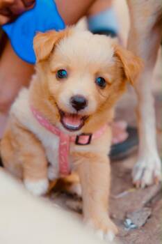 Drizella -  Cockapoo and Chihuahua Dog for Adoption in San Diego, California - Drizella | PetCurious