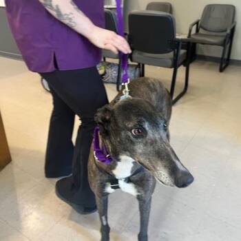 Greyhound Dogs Available for Adoption in Independence, Missouri - Zuri | PetCurious