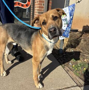 Shepherd Dogs Available for Adoption - Beau | PetCurious