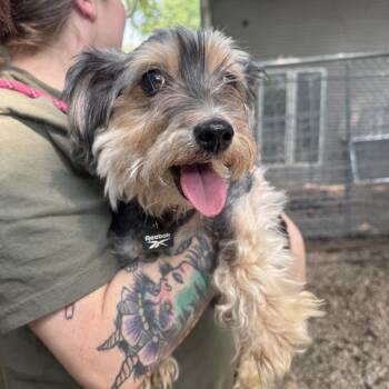 Lana -  Yorkshire Terrier and Mixed Breed Dog for Adoption in Madison, Wisconsin - Lana | PetCurious