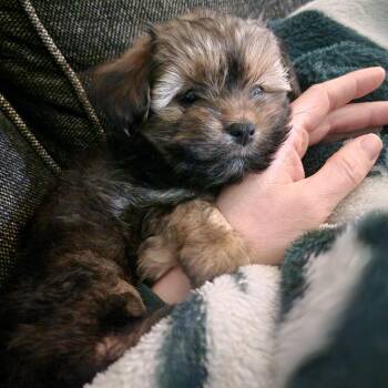 Rescue Shih Tzu and Mixed Breed Dogs for Adoption in Detroit, Michigan - Cranberry | PetCurious