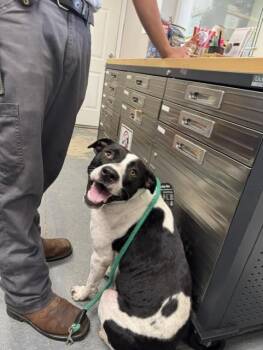 OREO -  Pit Bull Terrier and Black Labrador Retriever Dog for Adoption in Lynn Haven, Florida - OREO | PetCurious