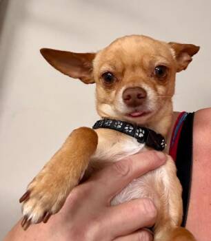 Chihuahua Dogs Available for Adoption in Tifton, Georgia - Kenny | PetCurious