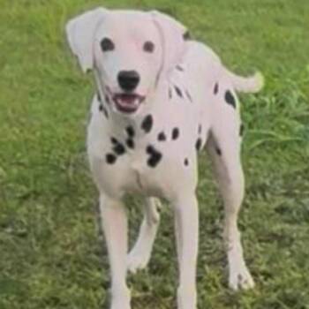 Coco -  Dalmatian Dog for Adoption in Englewood, Florida - Coco | PetCurious