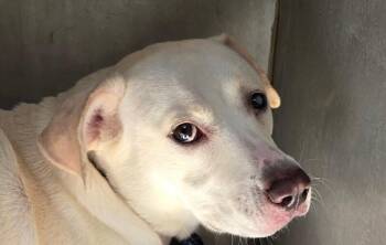 Winter -  Labrador Retriever Dog for Adoption in Mobile, Alabama - Winter | PetCurious