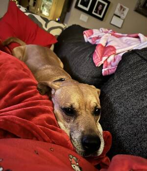 Buddy -  Rhodesian Ridgeback and Black Mouth Cur Dog for Adoption in Seguin, Texas - Buddy | PetCurious
