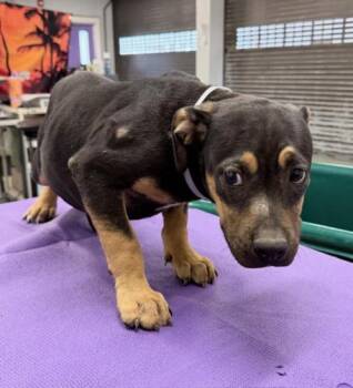 Rescue Staffordshire Bull Terrier and Mixed Breed Dogs for Adoption in Houston, Texas - A2042849 | PetCurious