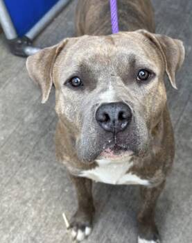 American Staffordshire Terrier Dogs Available for Adoption in Chicago, Illinois - Panache | PetCurious