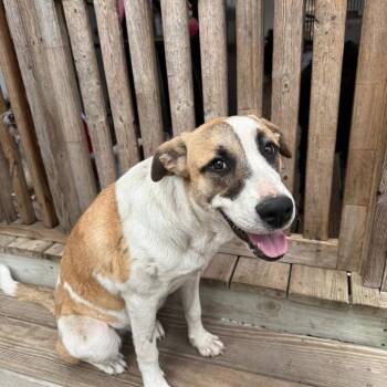 Labrador Retriever Dogs Available for Adoption - Shiloh | PetCurious