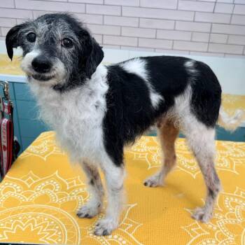 Poodle Dogs Available for Adoption in San Francisco, California - Churchill Downs 14027 | PetCurious