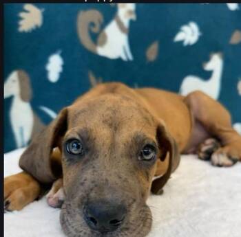 Kenny -  Boxer Dog for Adoption in Aurora, Colorado - Kenny | PetCurious