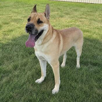 Ginger -  Akita and German Shepherd Dog Dog for Adoption in Redwood Falls, Minnesota - Ginger | PetCurious